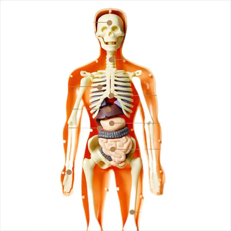 Kids 3d Human Body Torso Anatomy Model