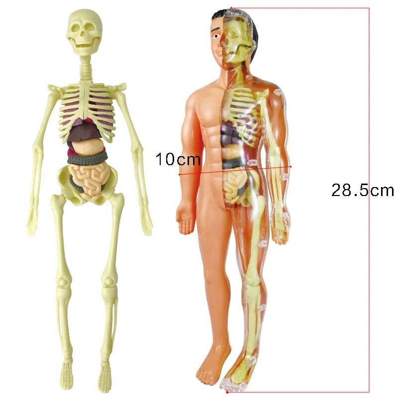 Kids 3d Human Body Torso Anatomy Model