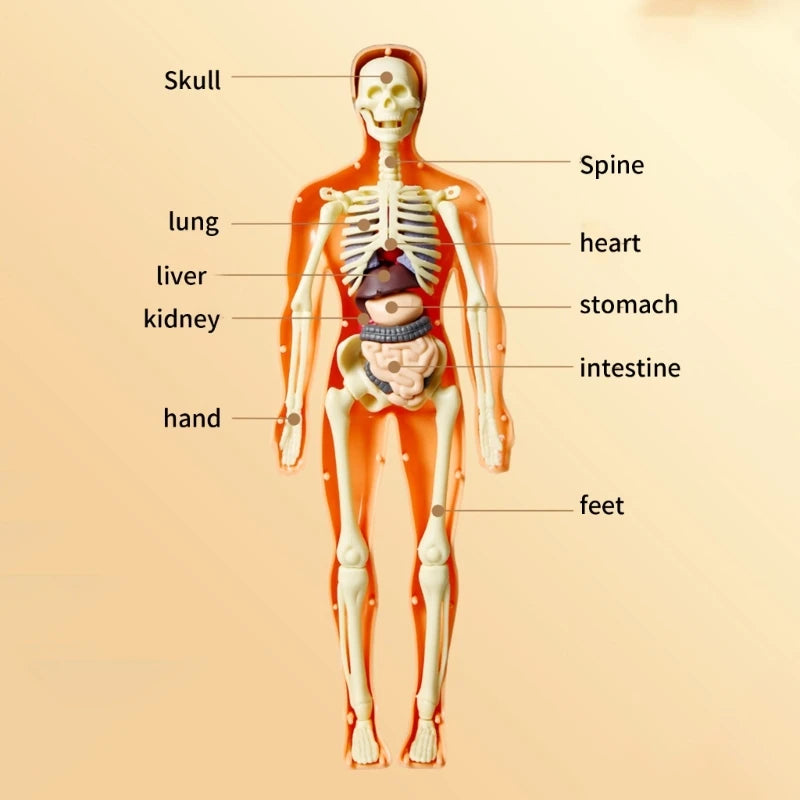 Kids 3d Human Body Torso Anatomy Model