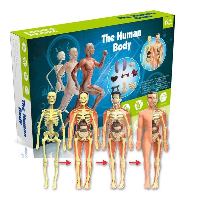 Kids 3d Human Body Torso  Anatomy Model