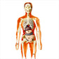 Kids 3d Human Body Torso  Anatomy Model