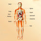 Kids 3d Human Body Torso  Anatomy Model